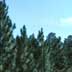 Middle age pine plantation (15 feet)