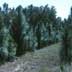 Young pine plantation (4-8 feet)