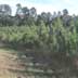 Pine plantation (10-12 feet)