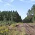 Three ages of pine plantations and access road