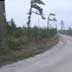 Roadside pine plantation