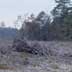Recent forest clearcut