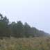 Edge of pine plantation (15 feet)