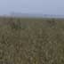 Very large soybean field