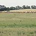 Row of hay bales