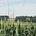 Corn field with powerlines through it