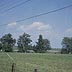 Angus cattle, Loudoun Co., VA