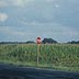 Corn field, western Prince William Co., VA