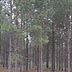 Pine plantation