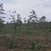 Recently cut pine plantation with 21 year old trees