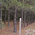 Mature pine plantation