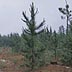 Young pine plantation with 2 to 3 foot trees