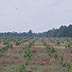 Young pine plantation with1 foot trees