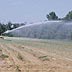 Irrigated cotton