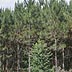 Mature pine plantation