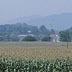 Corn field 