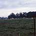 Salvage yard / cows / for sale sign on unused land