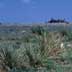 Grassland with Yucca