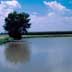 Water Retention Pond by Irrigated Corn