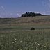 Hay land, pasture in background
