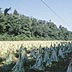 Tobacco drying in field