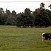 Cattle, pasture, and trees