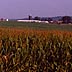 Corn field and farmstead