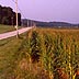 Corn field along road