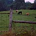 Cattle and pasture