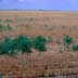Harvest Wheat Dryland