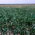 Dryland Corn Drought-stricken