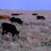 Cattle in Grassland