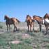 Horses in Grassland