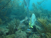 Corallivorous Fish