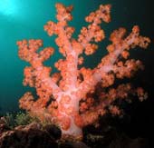 Octocoral