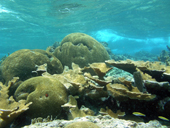 Reef Ecosystem