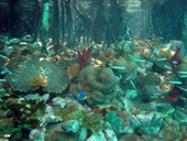 Reef Habitat