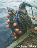 Accidental & Illegal Harvest