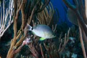 Aloia Seafood - Stockfish