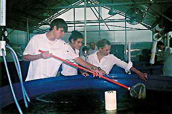 Youth/Education Category - 1st Place: Luke Huggins, Casey Martin, and Jill Pitman catch fish to check weight. Weekly weight changes were recorded and used to calculate feed conversion ratios.