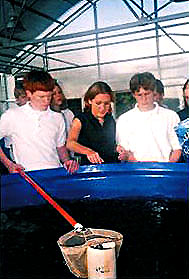Youth/Education Category - 1st Place: Jeremy Skinner, Lydia Ferrill, and Andrew Jernigan feed the tilapia. Feed amounts were carefully measured and logged by the students and growth rates were calculated weekly to determine feed efficiency.
