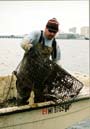 Mississippi Department of Marine Resources fisheries biologist Bill Richardson collects derelict crab traps west of the Biloxi-Ocean Springs Bridge on Jan. 22, 2003, the second day of Mississippi's derelict crab trap cleanup. More than 1,400 abandoned crab traps were picked up by the DMR, Gulf Coast Research Lab and volunteers during Mississippi's first closed crab trap season. The season opened on Jan. 26.