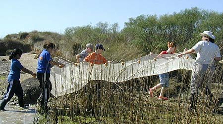 2: Margaret Frick and Ed White Elementary fourth grade students lift out a seine net while on a wetlands education field trip.