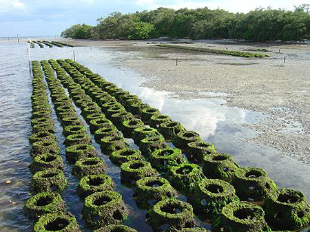 Photo credits: Tampa Bay Watch. Domes lining the shoreline at MacDill Airforce Base to protect the shoreline and re-establish marine habitat including oyster growth.