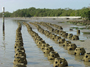 Photo credits: Tampa Bay Watch. Over 1000 oyster domes were placed by volunteers at the MacDill airforce base shoreline in a project with Tampa Bay Watch.