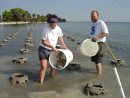 Photo credits: Tampa Bay Watch. Volunteers shovel oyster shell between the rows of oyster domes to create an even stronger natural barrier to the shoreline erosion at this Indian burial site.