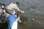 Government Category - 2nd Place: Leslie Hartman (blue overalls) helping remove a derelict crab trap from Mississippi Sound during Alabama's third derelict trap removal day.
