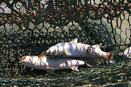 Government Category - 2nd Place: Striped mullet caught and killed in a derelict crab trap in Texas.