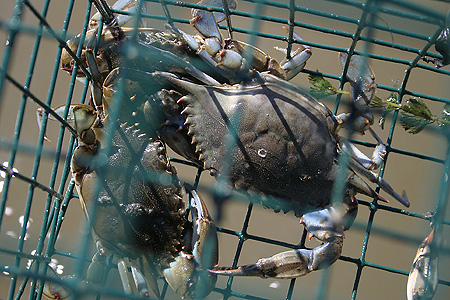Government Category - 2nd Place: Blue crabs found near Bayou Caddy, Mississippi in a derelict trap during Mississippi's derelict trap removal. The crabs were released from the trap alive.