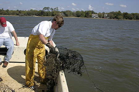 Government Category - 2nd Place: Bill Richardson, Mississippi Department of Marine Resources, removing a derelict crab trap from Davis Bayou, Mississippi.